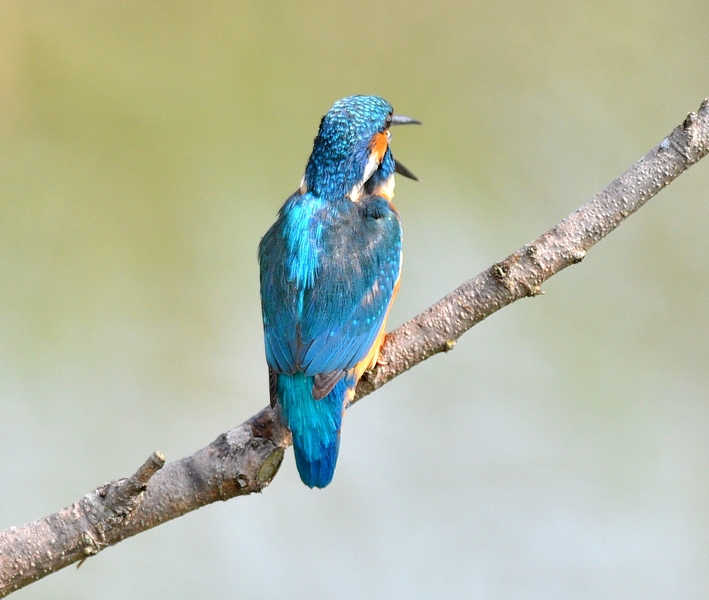 Un Martino obbediente